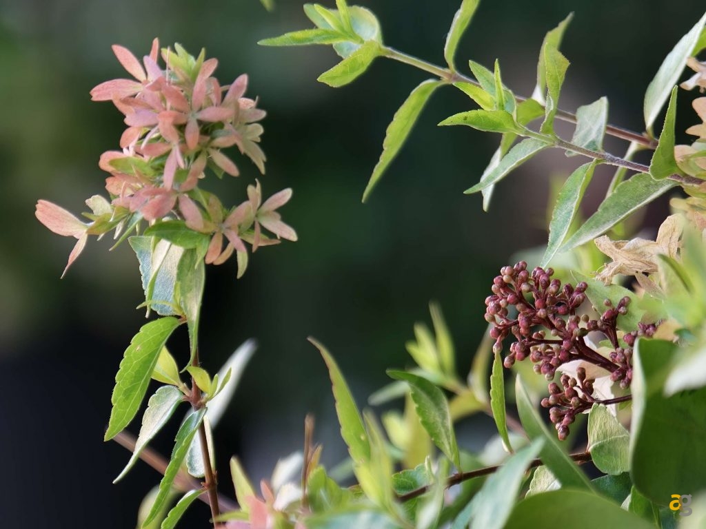 recensione-oppo-find-x9-pro-obiettivi-intercambiabili