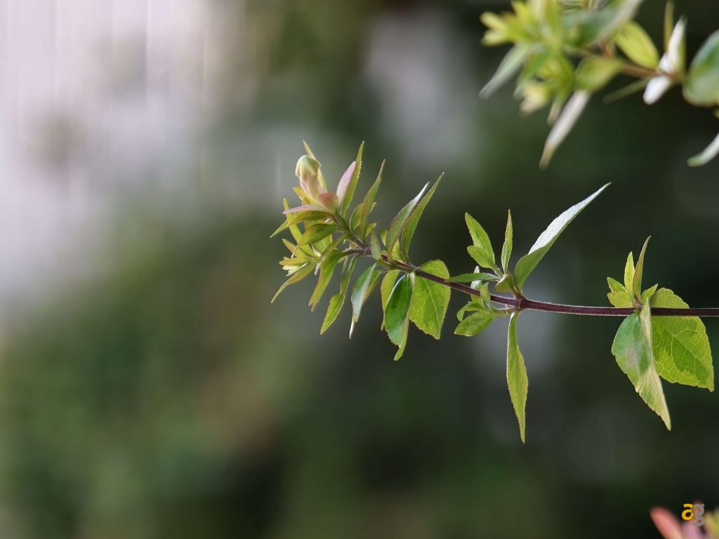 recensione-oppo-find-x9-pro-obiettivi-intercambiabili