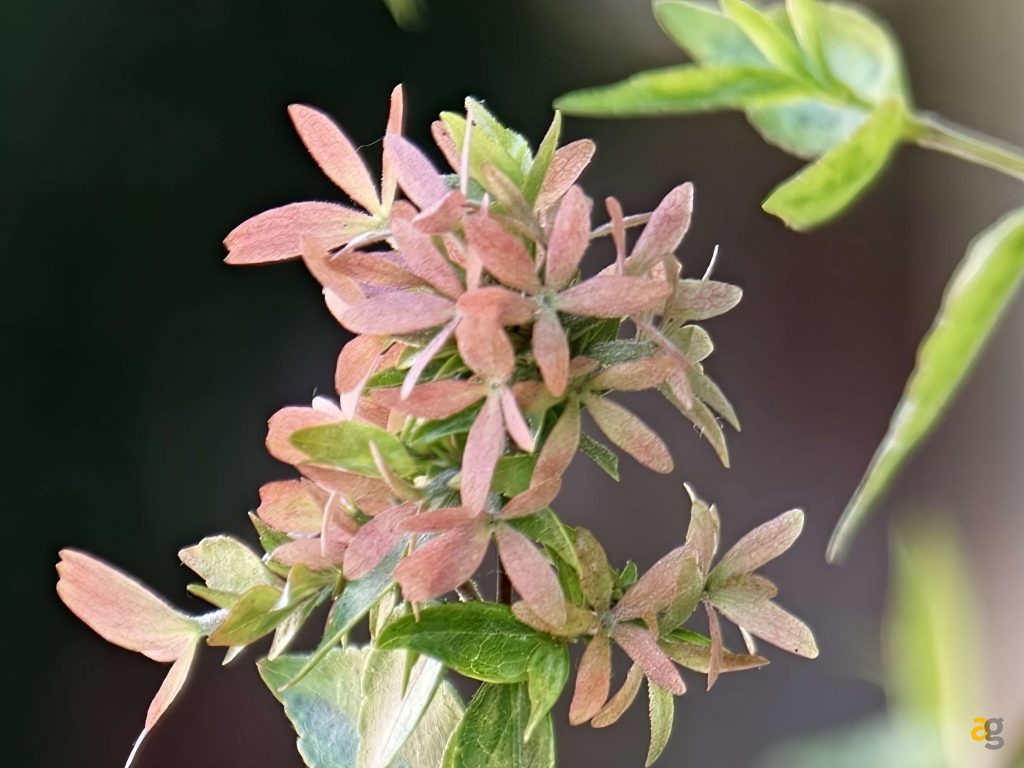 recensione-oppo-find-x9-pro-obiettivi-intercambiabili