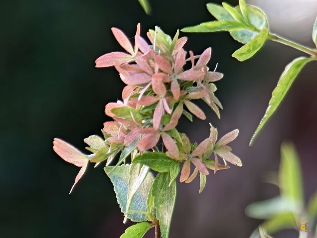 recensione-oppo-find-x9-pro-obiettivi-intercambiabili