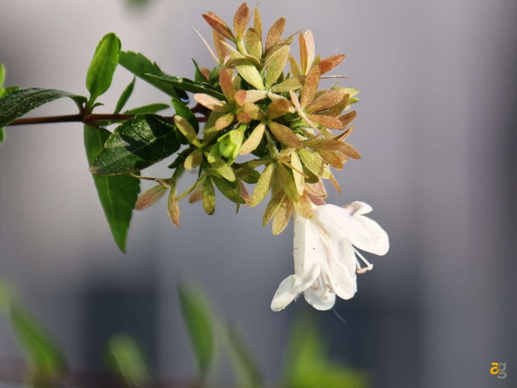 recensione-oppo-find-x9-pro-obiettivi-intercambiabili