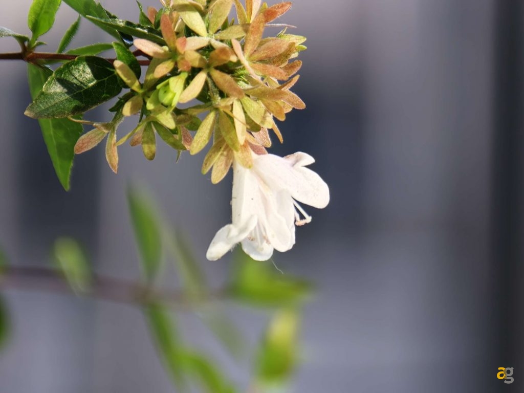 recensione-oppo-find-x9-pro-obiettivi-intercambiabili