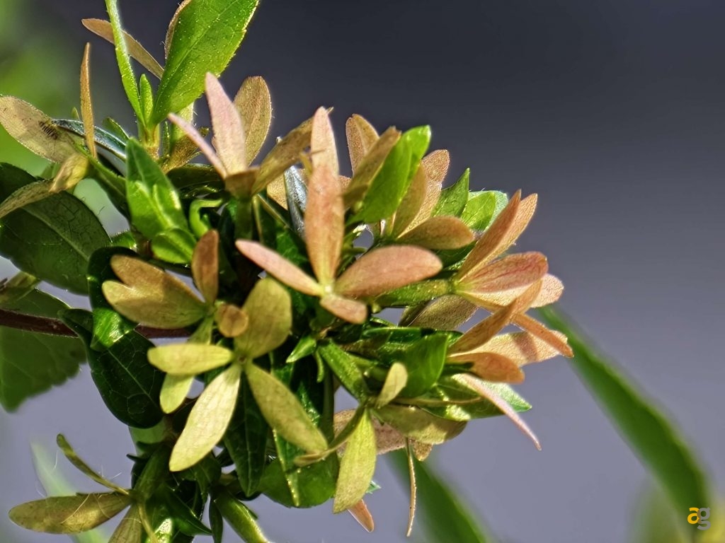 recensione-oppo-find-x9-pro-obiettivi-intercambiabili