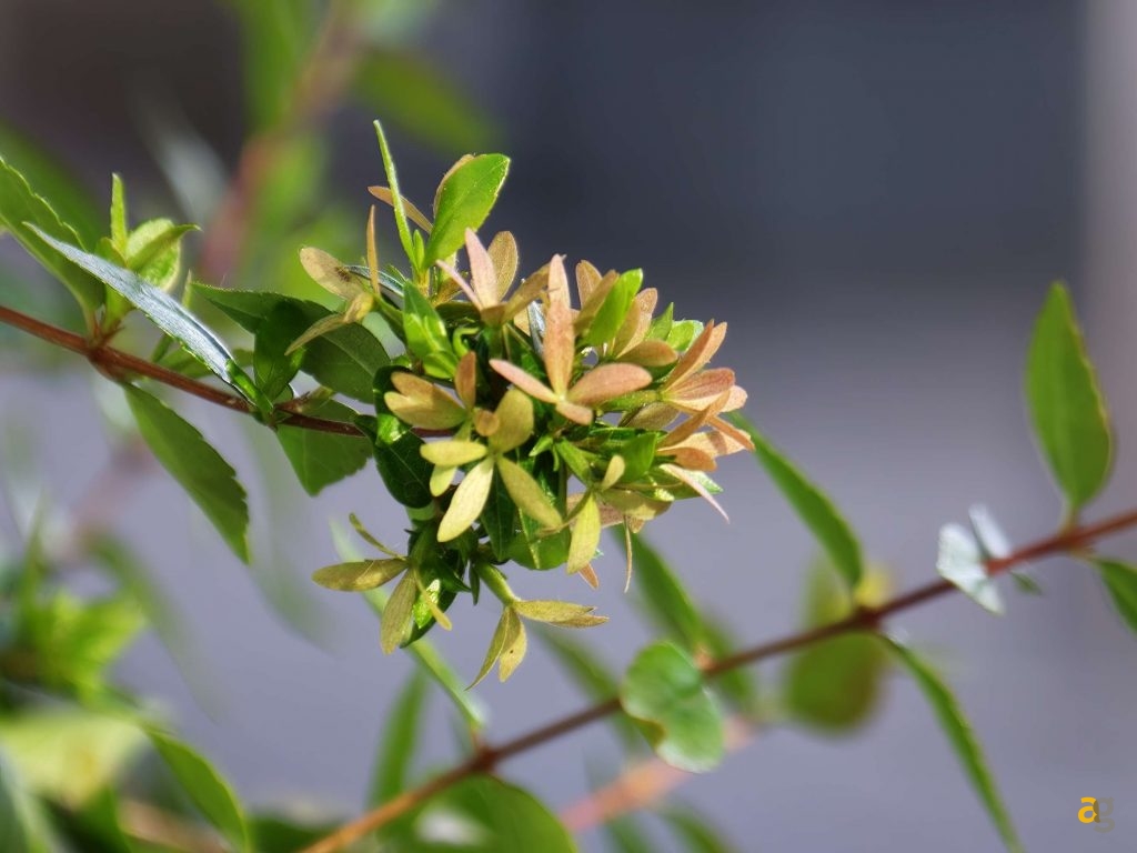 recensione-oppo-find-x9-pro-obiettivi-intercambiabili