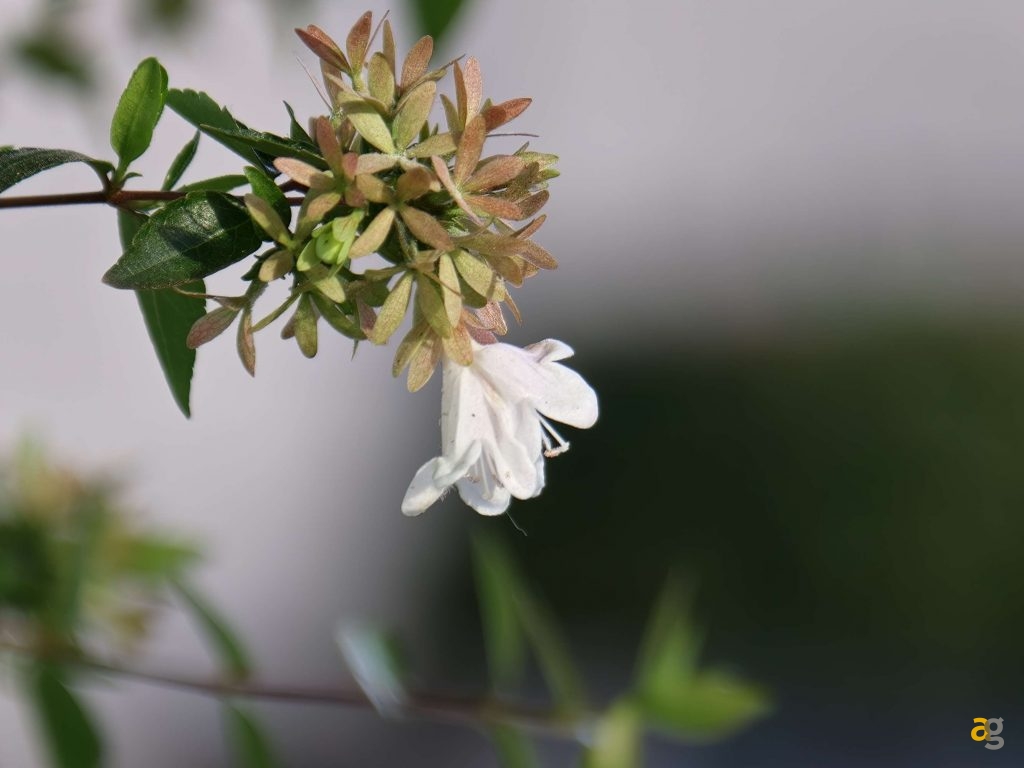 recensione-oppo-find-x9-pro-obiettivi-intercambiabili