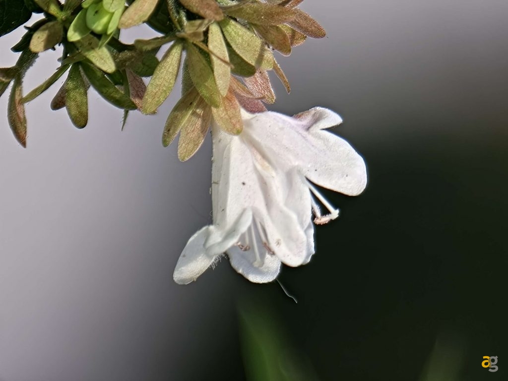 recensione-oppo-find-x9-pro-obiettivi-intercambiabili