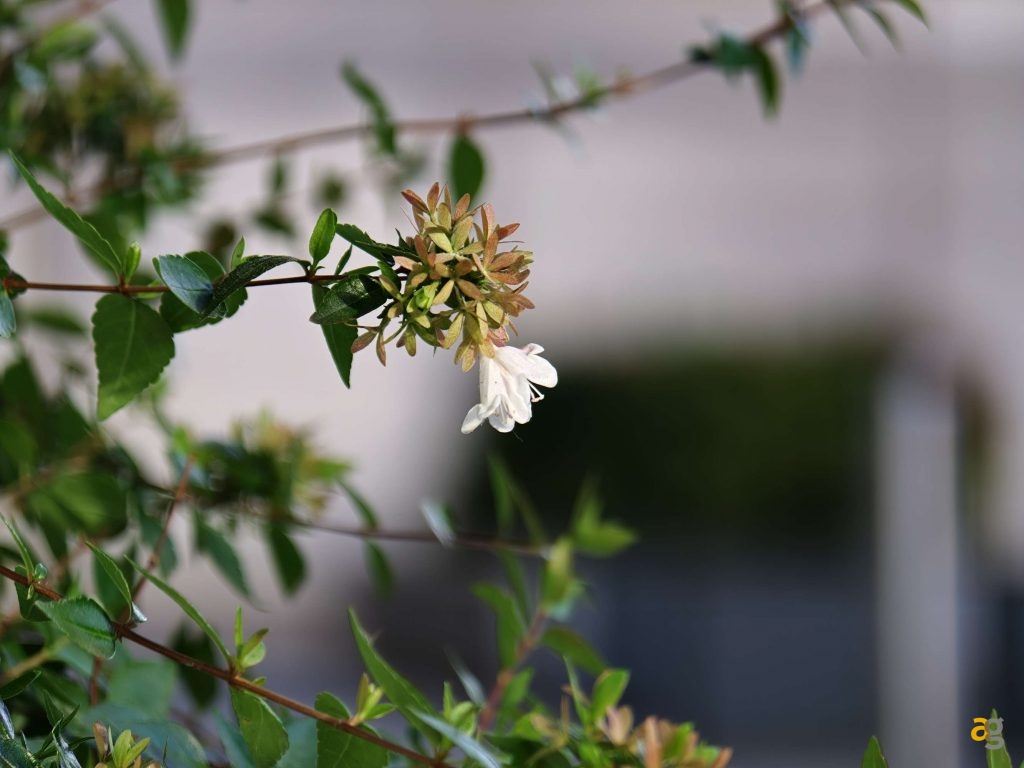 recensione-oppo-find-x9-pro-obiettivi-intercambiabili