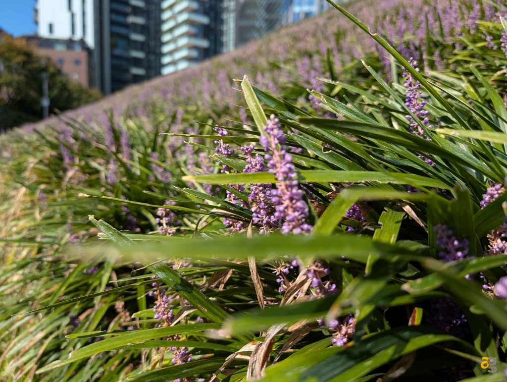 confronto-iphone-17-promax-vs-galaxy-s25-ultra-vs-pixel-10-pro-xl