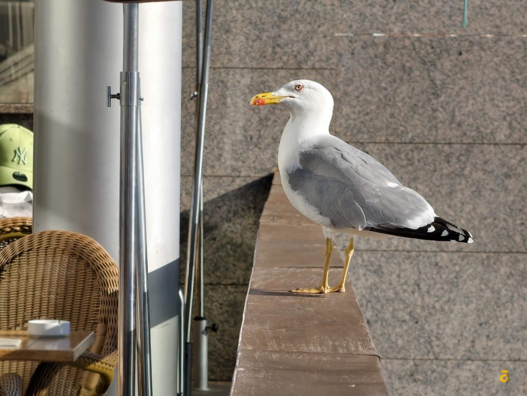 recensione-vivo-x300-batte-tutti-nelle-foto-obiettivo-intercambiabile