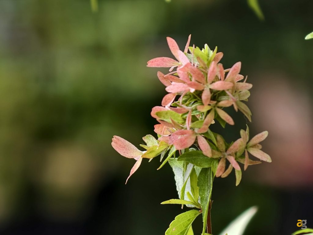 recensione-vivo-x300-batte-tutti-nelle-foto-obiettivo-intercambiabile