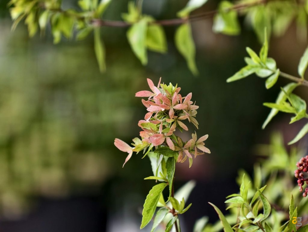 recensione-vivo-x300-batte-tutti-nelle-foto-obiettivo-intercambiabile