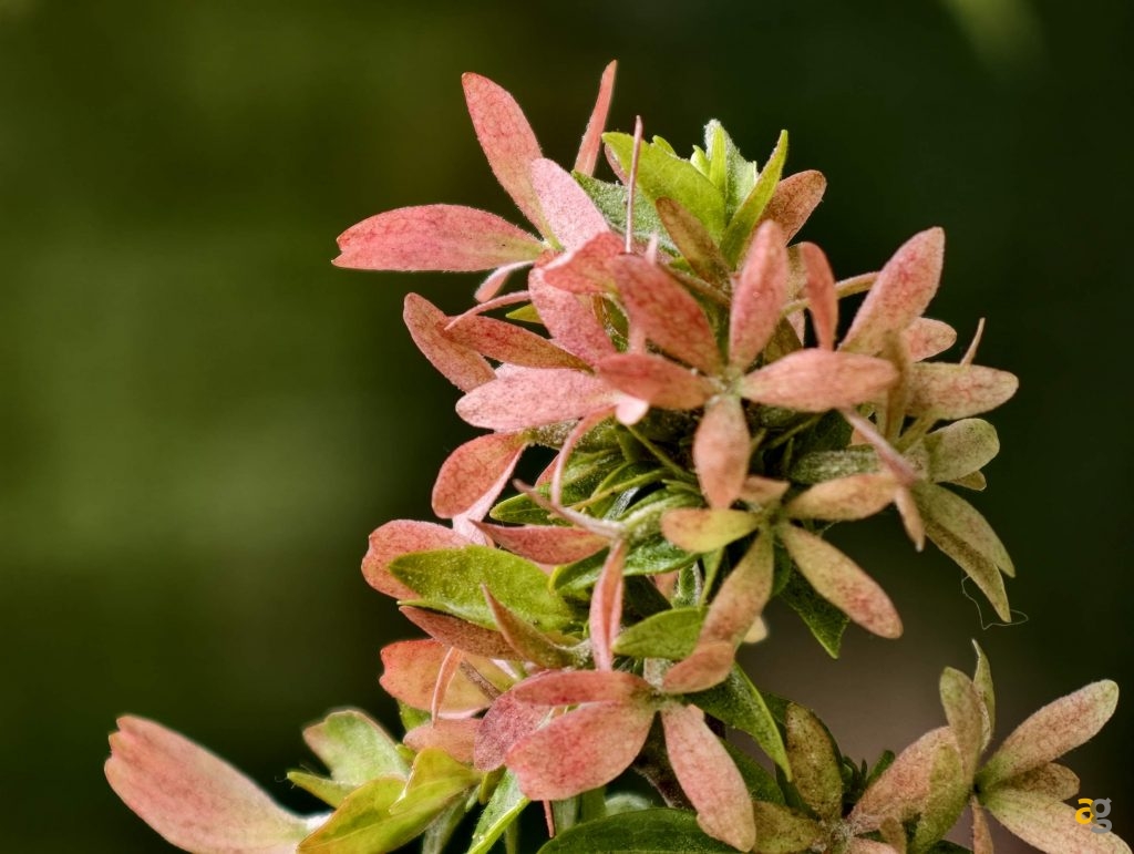 recensione-vivo-x300-batte-tutti-nelle-foto-obiettivo-intercambiabile