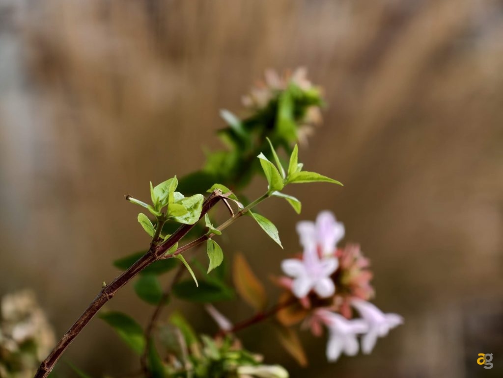 recensione-vivo-x300-batte-tutti-nelle-foto-obiettivo-intercambiabile