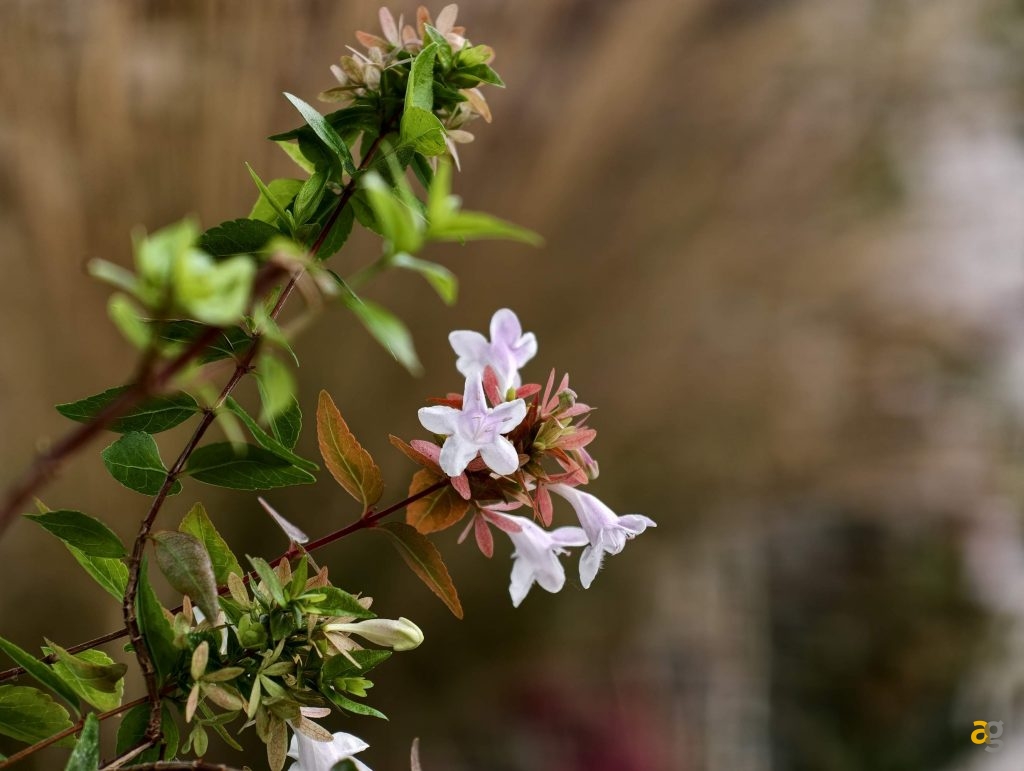 recensione-vivo-x300-batte-tutti-nelle-foto-obiettivo-intercambiabile