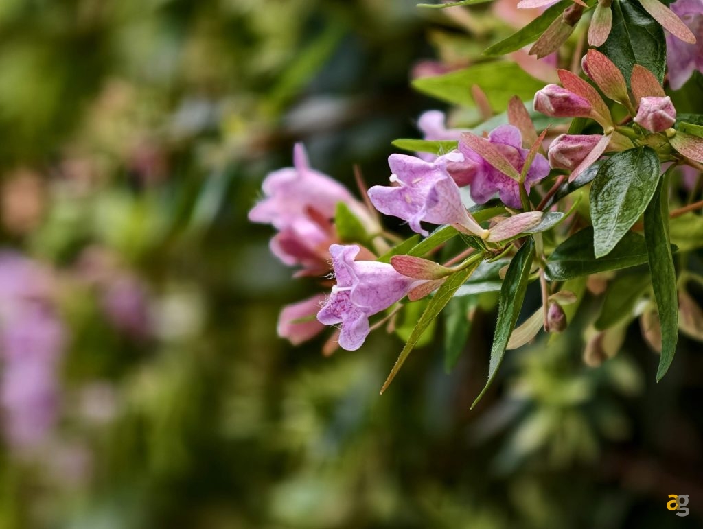 recensione-vivo-x300-batte-tutti-nelle-foto-obiettivo-intercambiabile