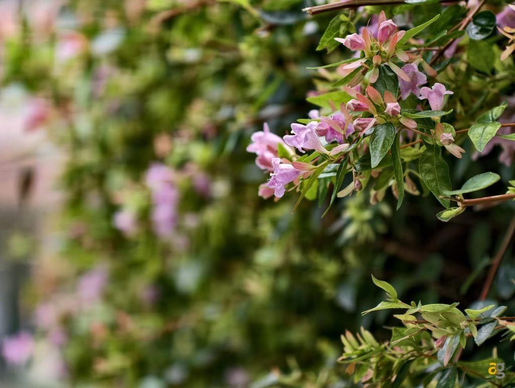 recensione-vivo-x300-batte-tutti-nelle-foto-obiettivo-intercambiabile