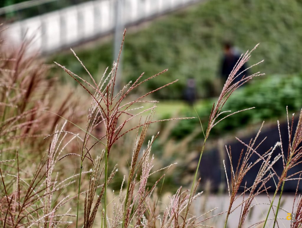 recensione-vivo-x300-batte-tutti-nelle-foto-obiettivo-intercambiabile