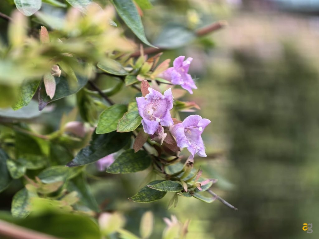 recensione-huawei-pura-80-ultra