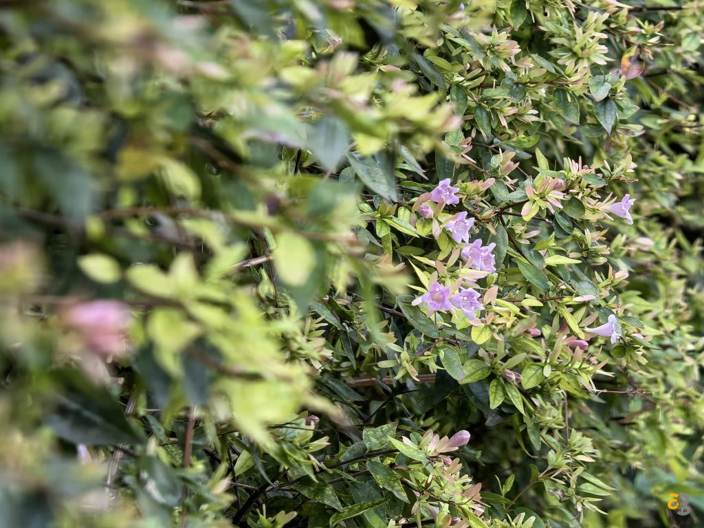 recensione-huawei-pura-80-ultra