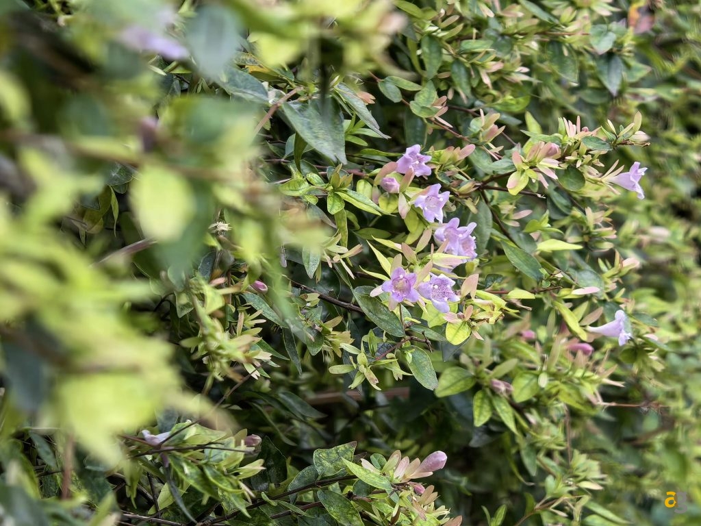 recensione-huawei-pura-80-ultra