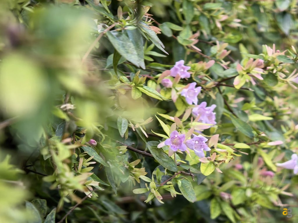 recensione-huawei-pura-80-ultra