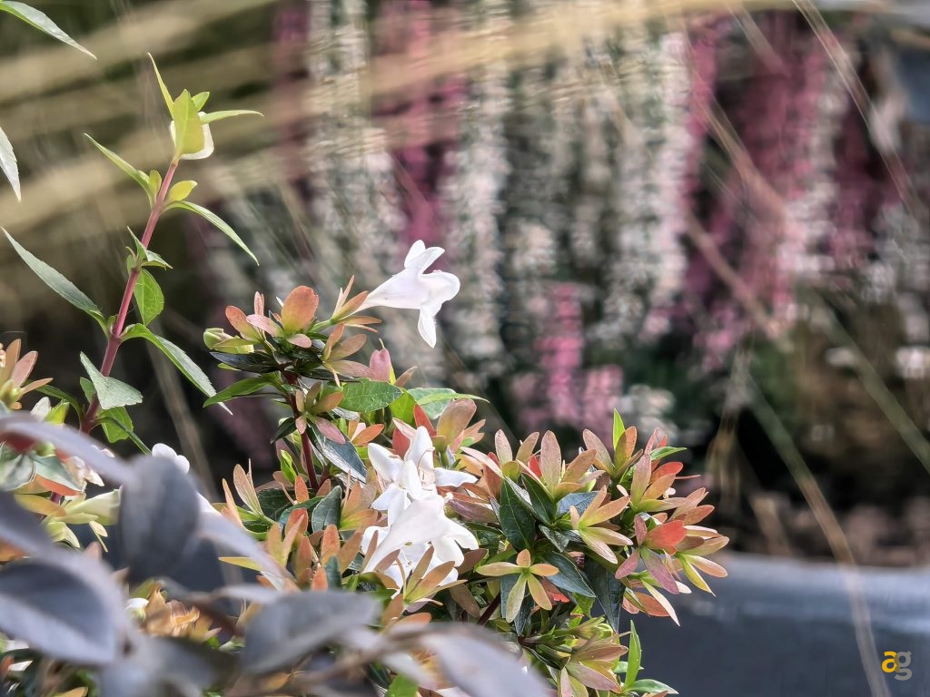 recensione-huawei-pura-80-ultra