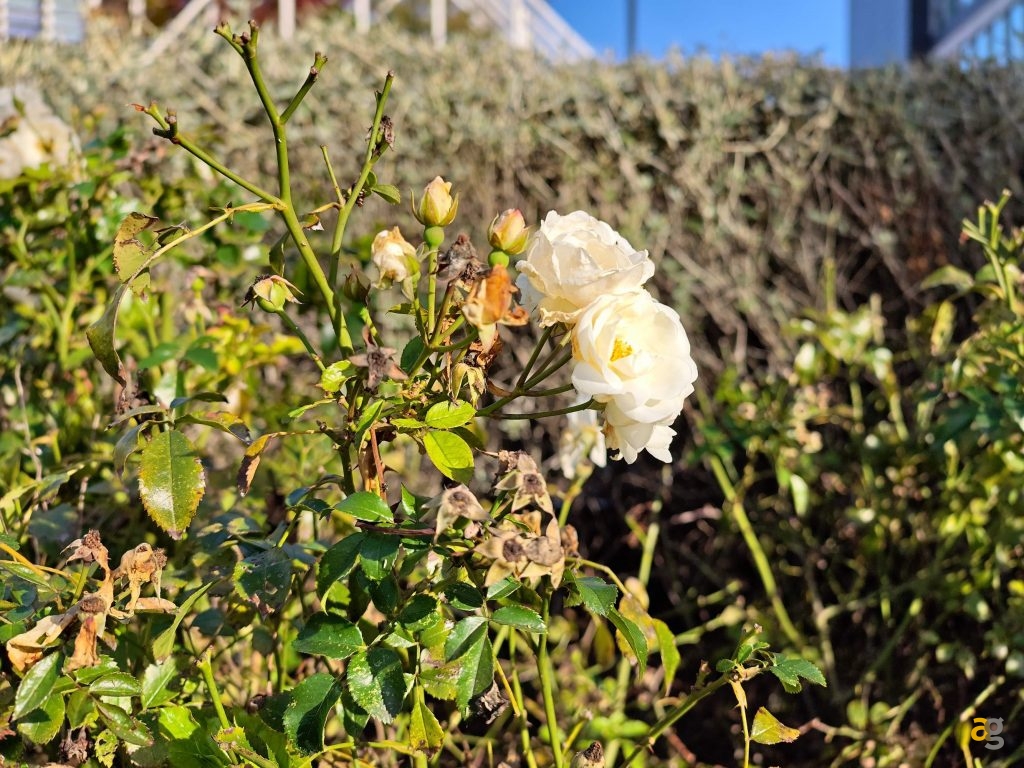 recensione-nubia-z80-ultra