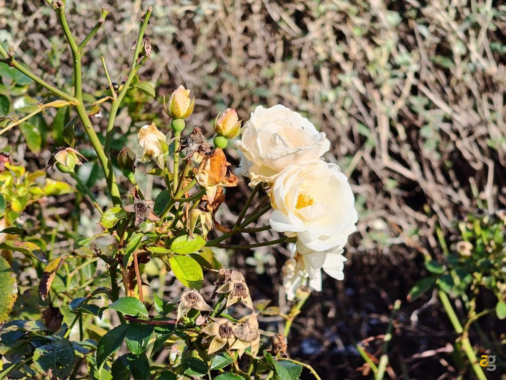 recensione-nubia-z80-ultra