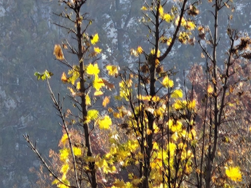 realme-gt8-pro-vs-compatta-ricoh-gr-iv