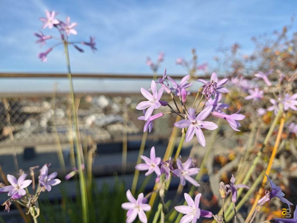 anteprima-xiaomi-17-pro-max