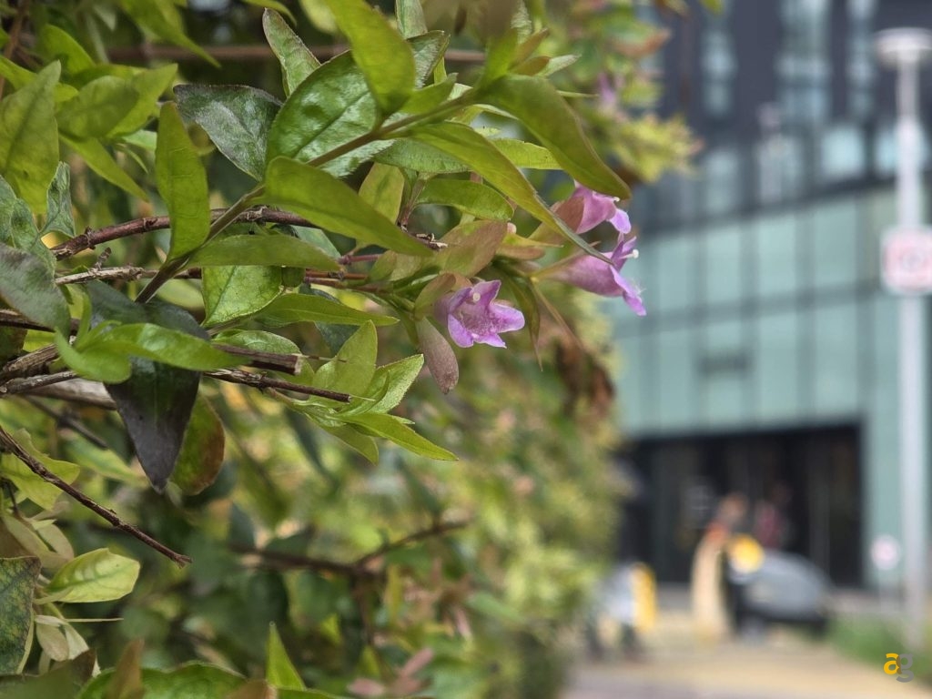 confronto-top-iphone-17-galaxy-s25-pixel-10-poco-f7-realme-gt8-oppo-x9-huawei-pura-vivo-x300